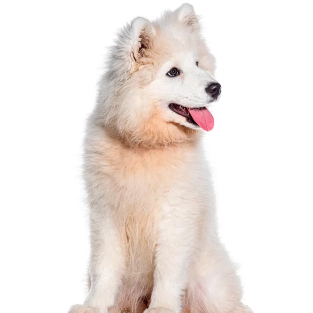 Is mijn hond te dik?