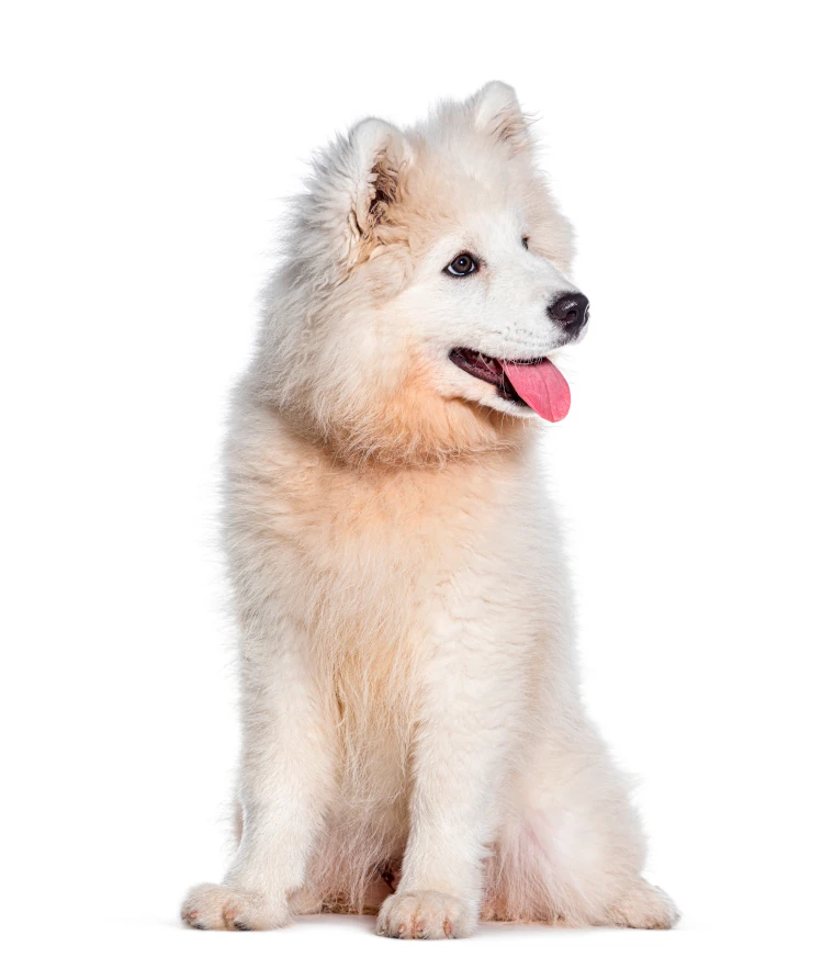 Hond Samoyed 760 IStock 173656757