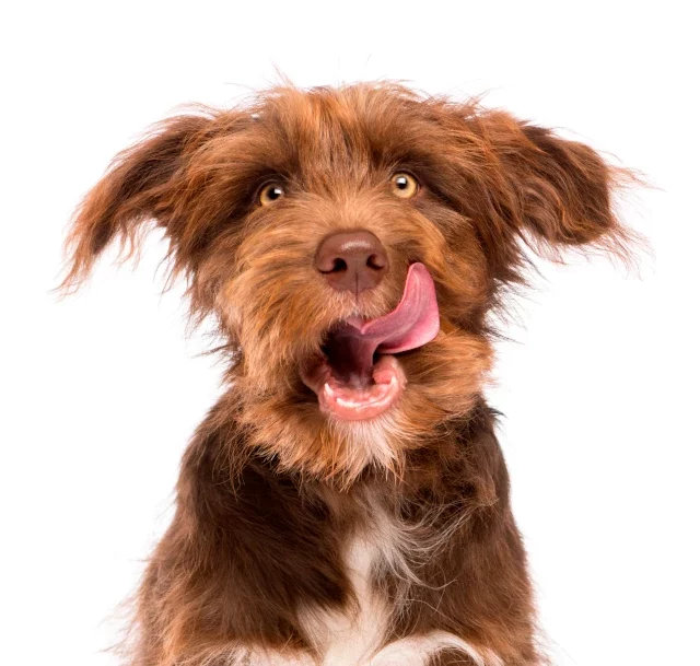 Mijn hond eet poep!