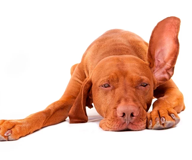 Verzorging van je hond