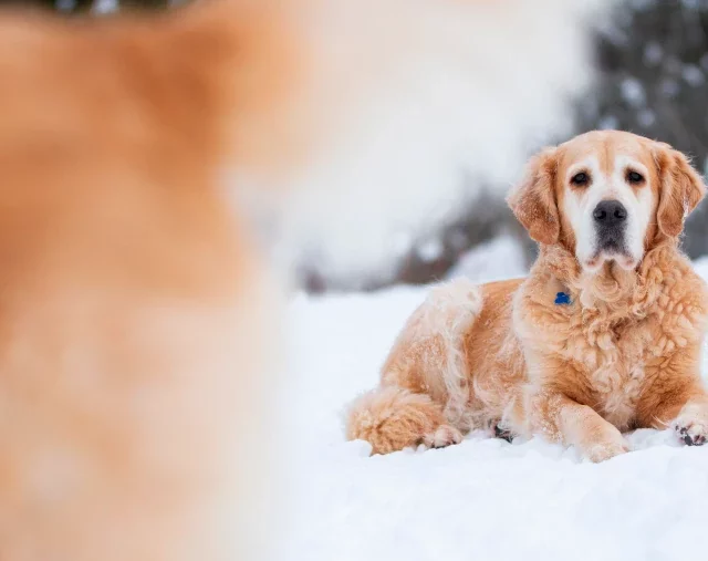 Senior hond