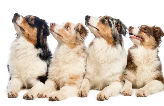 Beloning voor je hond