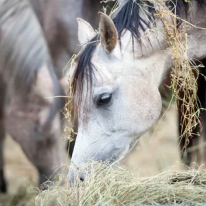 Ruwvoer voor je paard