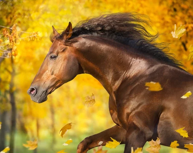 Biologisch paardenvoer