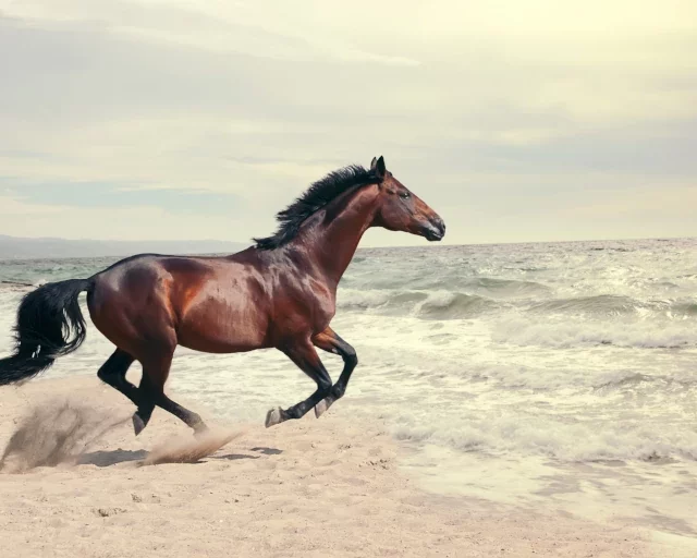 Is je paard vet of fit?