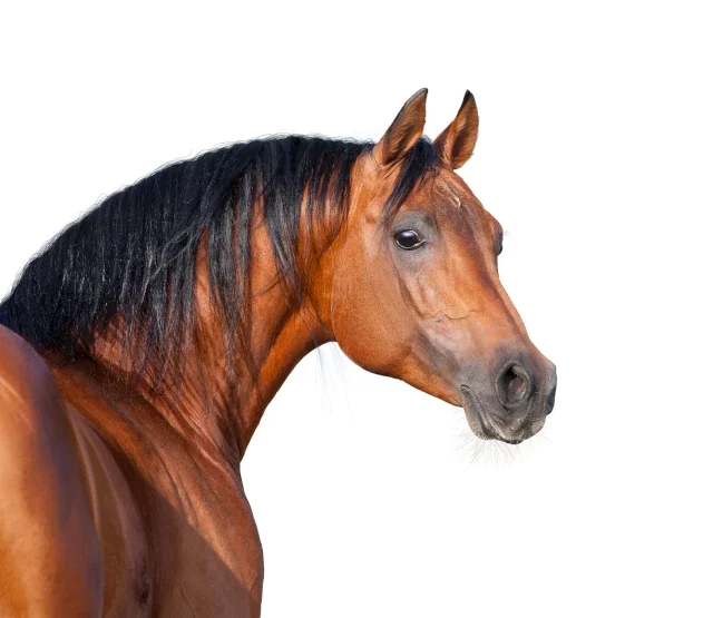 Je oude paard goed voeren