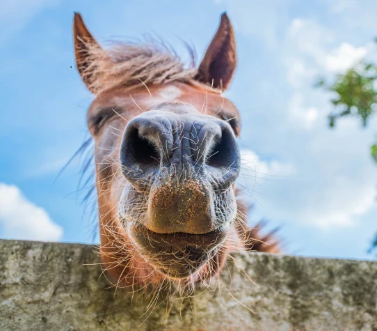 Supplement voor je paard