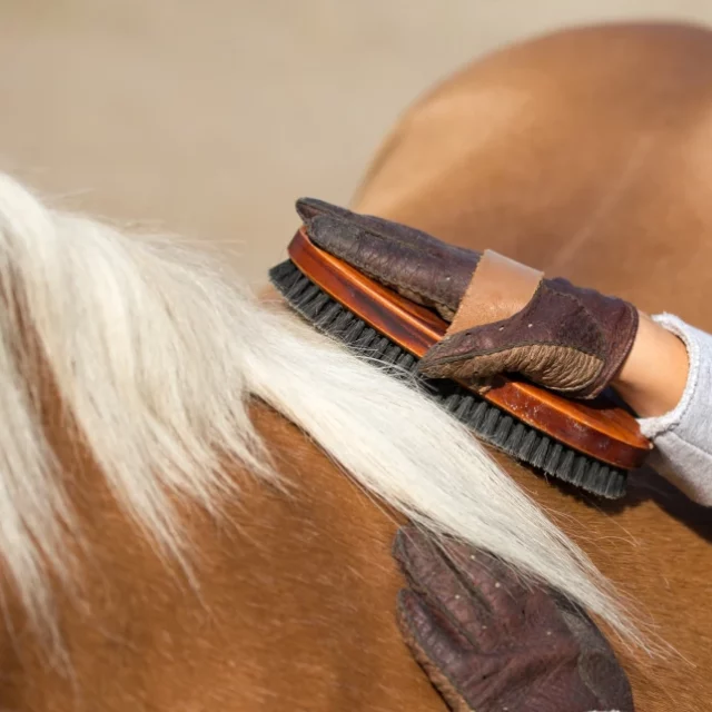 Verzorging van je paard