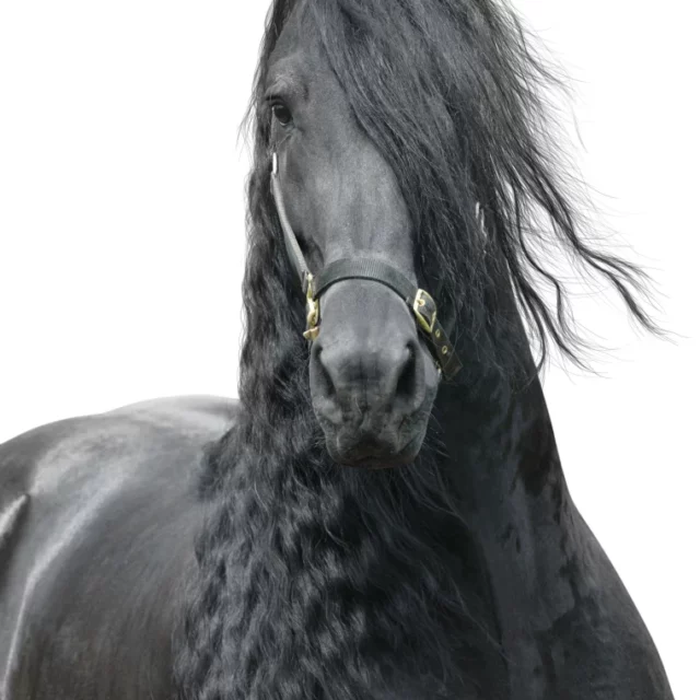 Graanvrij Paardenvoer