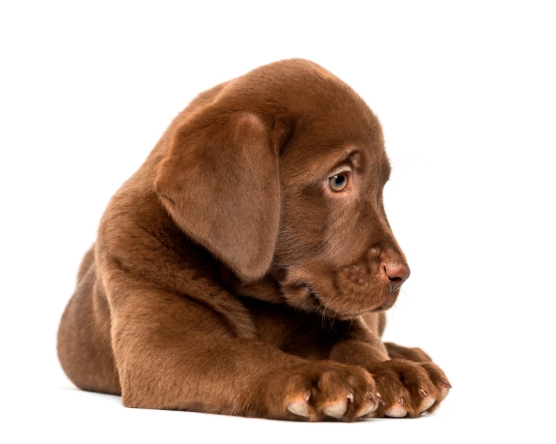 Puppy / junior