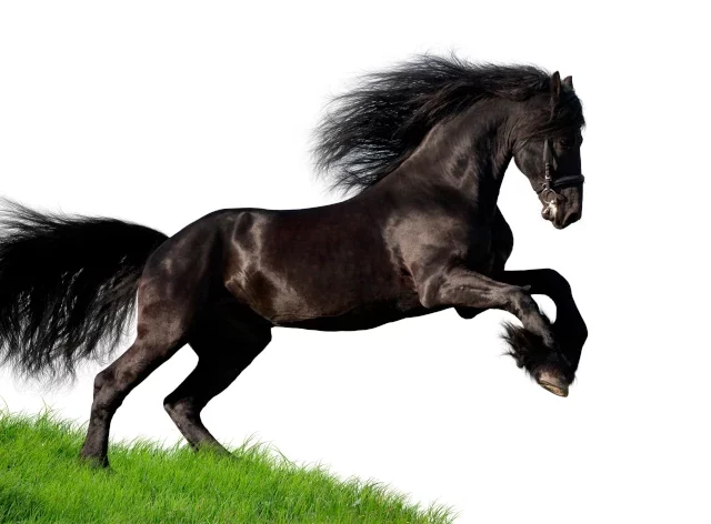 Paardenvoer en temperament