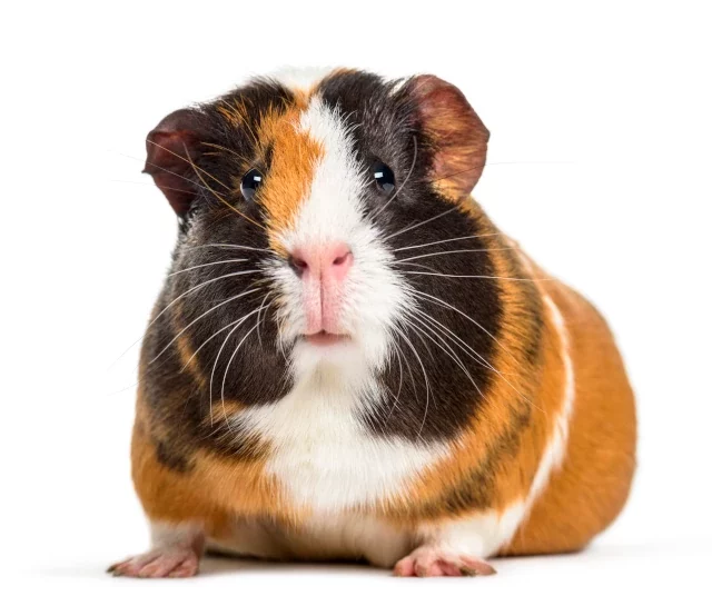 Supplement voor je cavia