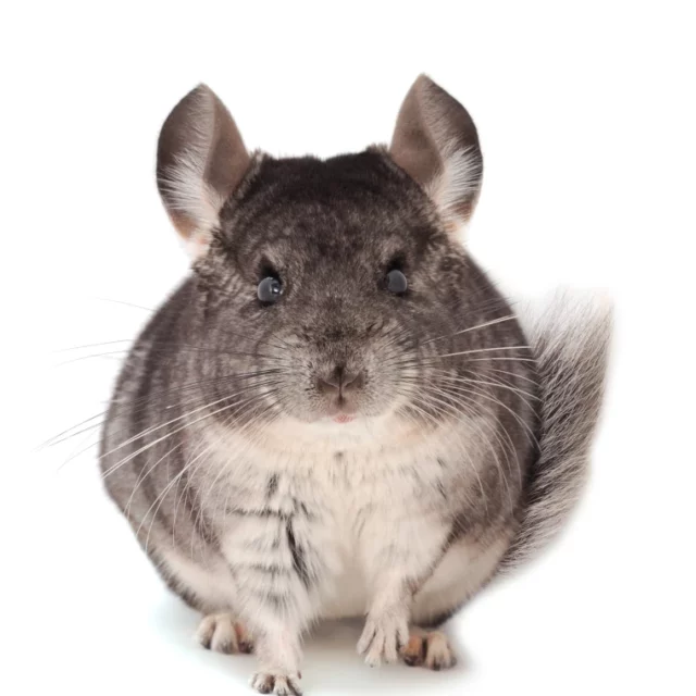 Chinchilla
