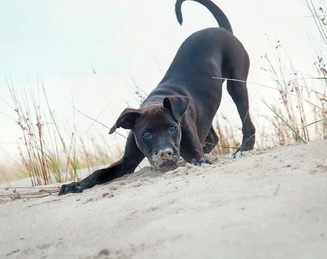 Supplement voor je hond