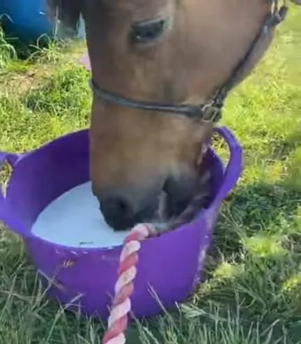 Simple System Salt Lick Tub