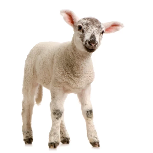 Schaap